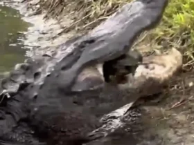 لاک پشت در حال انفجار بین آرواره های قدرتمند یک تمساح