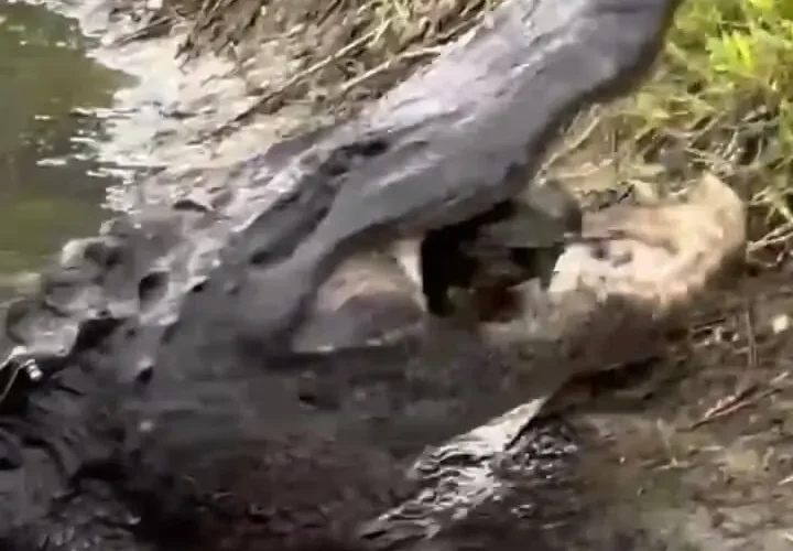 لاک پشت در حال انفجار بین آرواره های قدرتمند یک تمساح 30 لاک پشت در حال انفجار بین آرواره های قدرتمند یک تمساح