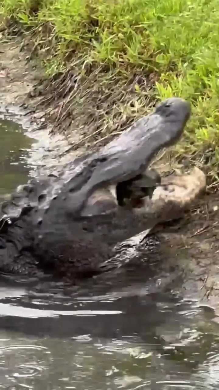 لاک پشت در حال انفجار بین آرواره های قدرتمند یک تمساح