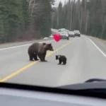 لحظات خنده دار در جاده جنگلی; بازی بچه خرس با بادکنک