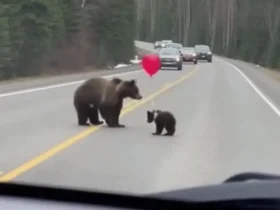 لحظات خنده دار در جاده جنگلی; بازی بچه خرس با بادکنک