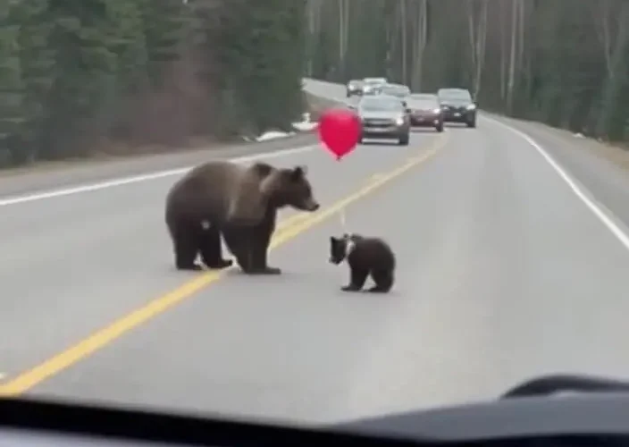 لحظات خنده دار در جاده جنگلی; بازی بچه خرس با بادکنک
