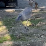 لحظه ای که یک سنجاب در خشکی توسط یک حواصیل آبی بزرگ شکار می شود