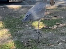 لحظه ای که یک سنجاب در خشکی توسط یک حواصیل آبی بزرگ شکار می شود