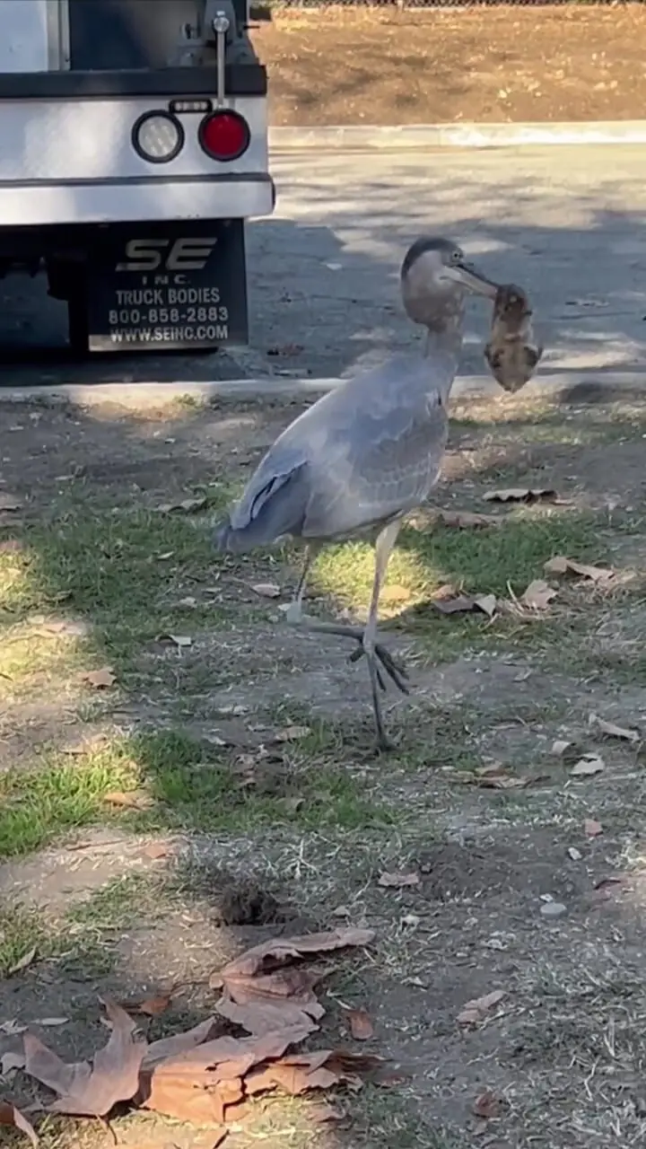 لحظه ای که یک سنجاب در خشکی توسط یک حواصیل آبی بزرگ شکار می شود