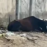 لحظه مرگ دو گاو بر اثر برق گرفتگی در خیابان