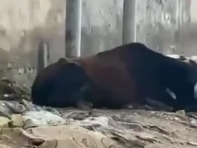 لحظه مرگ دو گاو بر اثر برق گرفتگی در خیابان 11 لحظه مرگ دو گاو بر اثر برق گرفتگی در خیابان