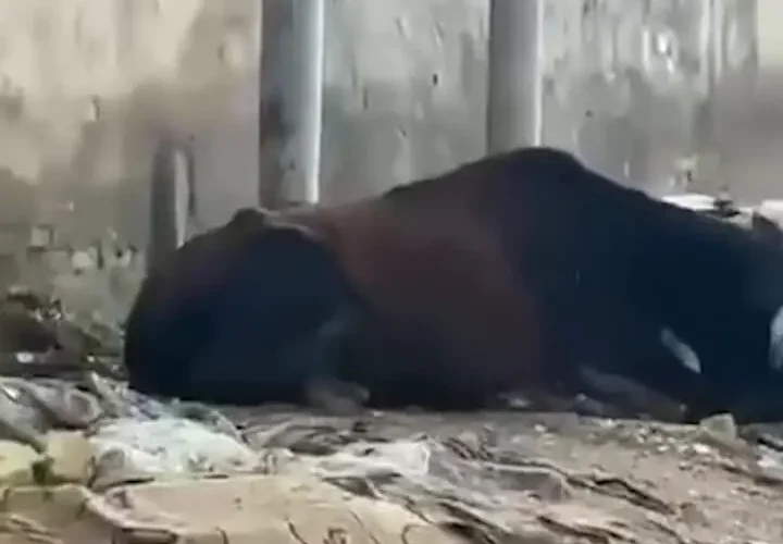 لحظه مرگ دو گاو بر اثر برق گرفتگی در خیابان 7 لحظه مرگ دو گاو بر اثر برق گرفتگی در خیابان