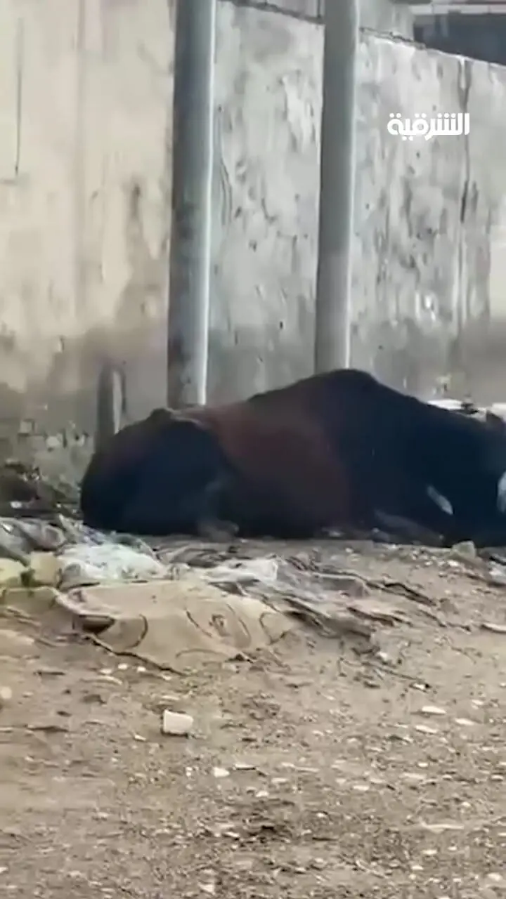 لحظه مرگ دو گاو بر اثر برق گرفتگی در خیابان 1 لحظه مرگ دو گاو بر اثر برق گرفتگی در خیابان