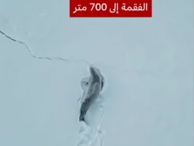 مسیر چشمگیر یک فوک در حال عبور از برف در قطب جنوب