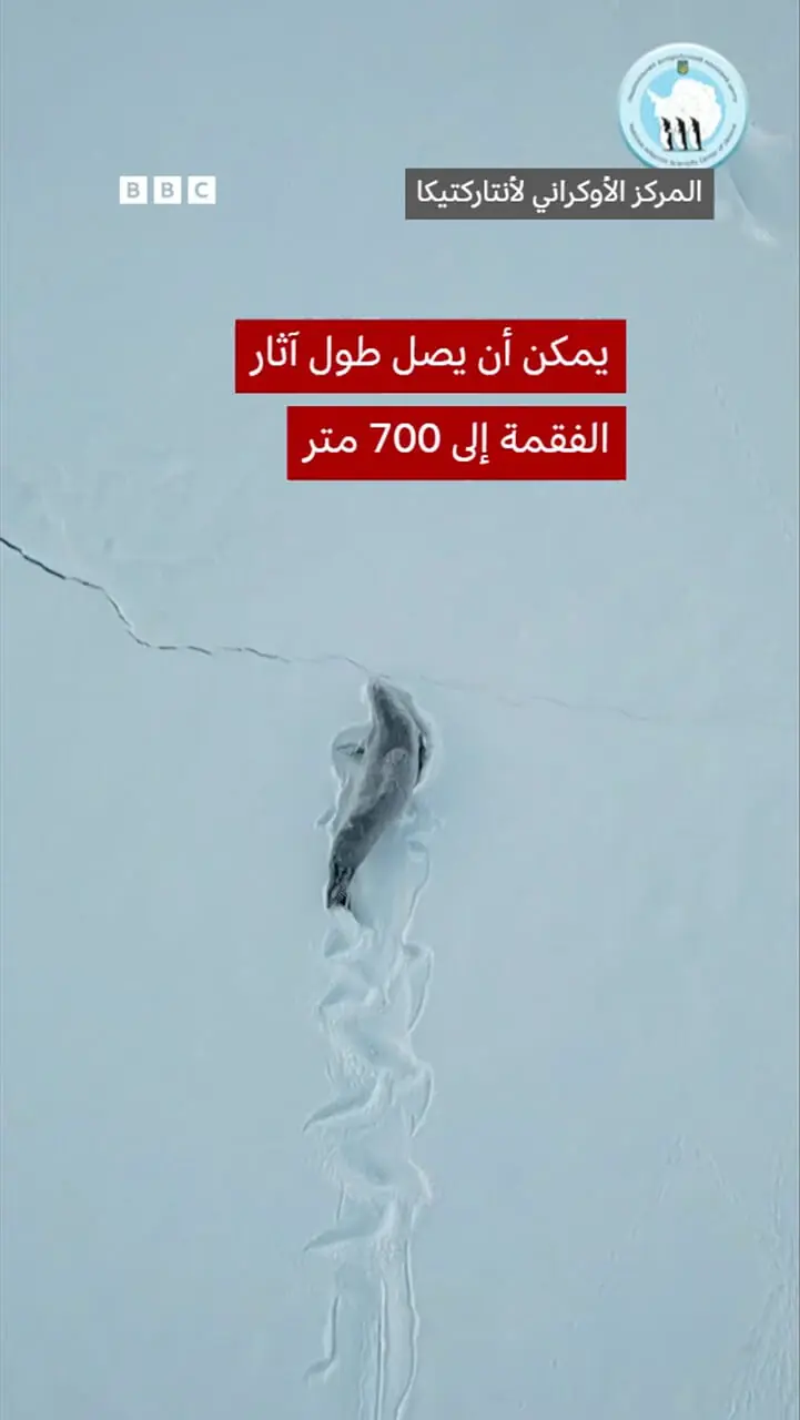 مسیر چشمگیر یک فوک در حال عبور از برف در قطب جنوب 1 مسیر چشمگیر یک فوک در حال عبور از برف در قطب جنوب