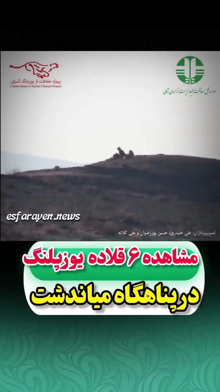 مشاهده 6 یوزپلنگ آسیایی در پناهگاه حیات وحش میاندات 1 مشاهده 6 یوزپلنگ آسیایی در پناهگاه حیات وحش میاندات