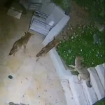 نبرد شجاع یک راکون با پنج کایوت