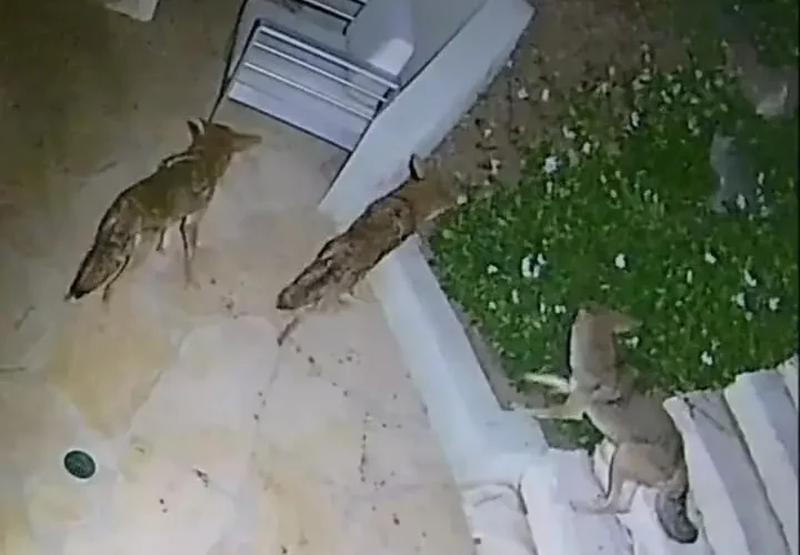 نبرد شجاع یک راکون با پنج کایوت