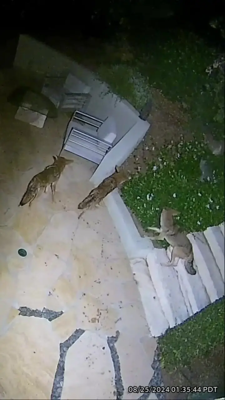 نبرد شجاع یک راکون با پنج کایوت