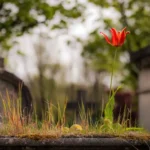 «نظریه تشییع جنازه» چیست و چرا برای شادی توصیه می شود؟