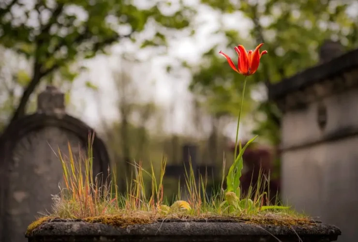 «نظریه تشییع جنازه» چیست و چرا برای شادی توصیه می شود؟ 3 «نظریه تشییع جنازه» چیست و چرا برای شادی توصیه می شود؟