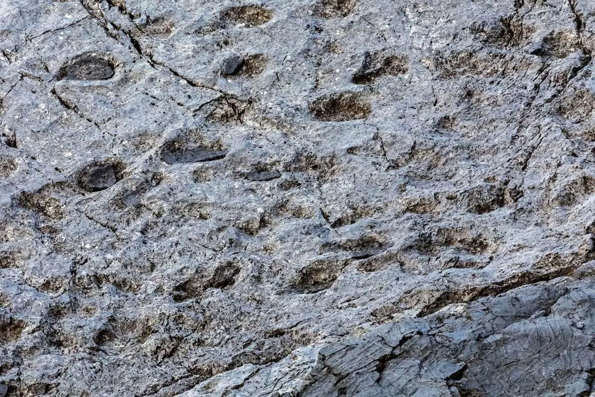 هزاران ردپای دایناسور در شمال ایتالیا کشف شد