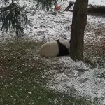 پانداها در حال بازی و غلتیدن در برف در باغ وحش