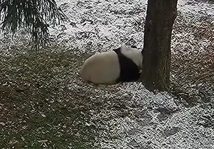 پانداها در حال بازی و غلتیدن در برف در باغ وحش