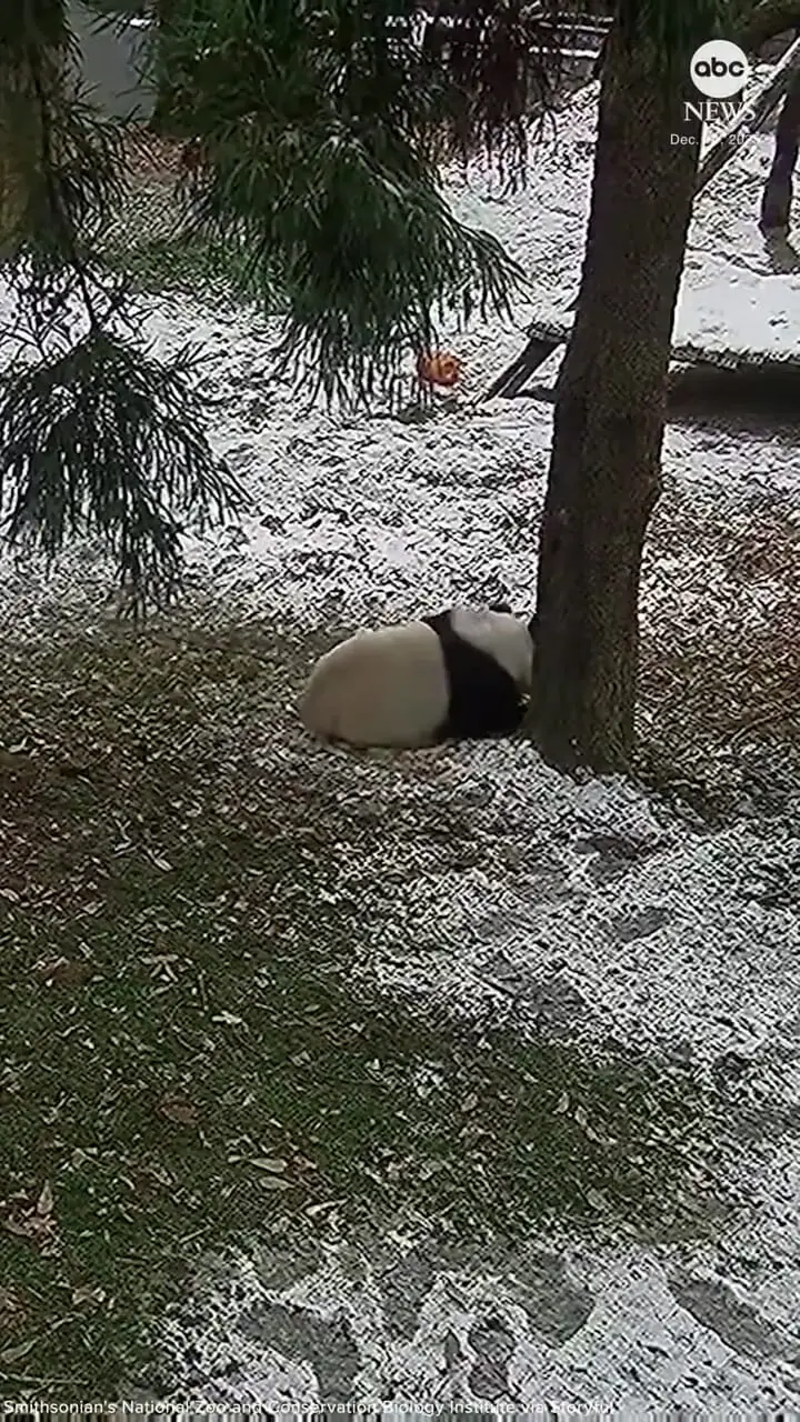 پانداها در حال بازی و غلتیدن در برف در باغ وحش