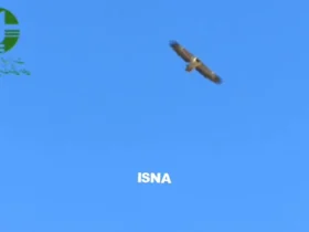 پرواز شماره 2 هما سعادت در پارک ملی سعیدوا