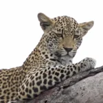 پلنگ بالا، انسان در پایین. اوج ارتباط با طبیعت