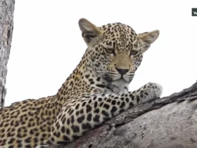 پلنگ بالا، انسان در پایین. اوج ارتباط با طبیعت