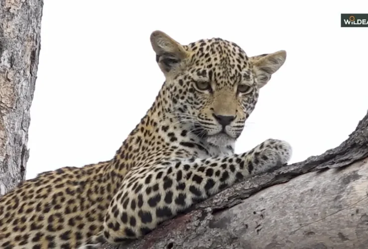 پلنگ بالا، انسان در پایین. اوج ارتباط با طبیعت