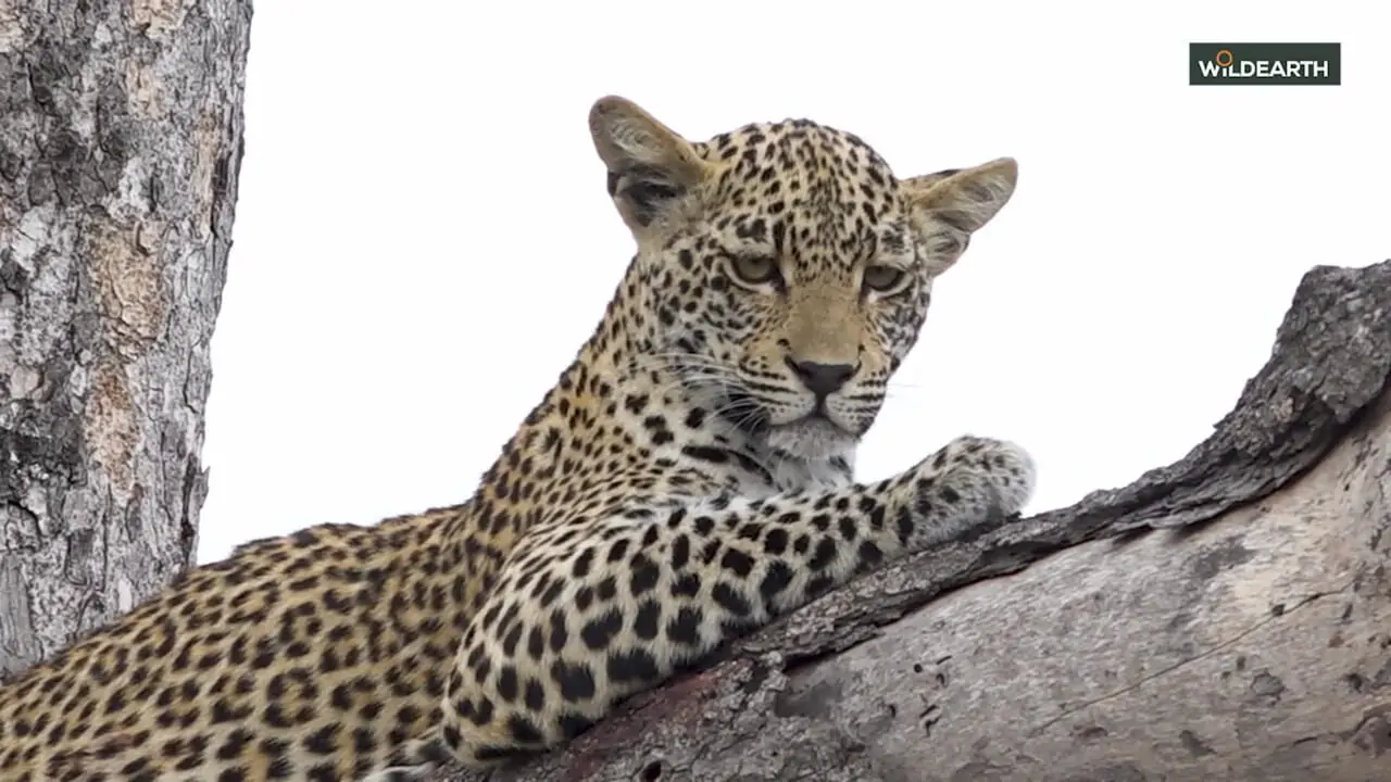 پلنگ بالا، انسان در پایین. اوج ارتباط با طبیعت