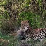 پلنگی که به سردی یک شغال را خفه می کند