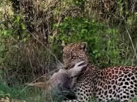 پلنگی که به سردی یک شغال را خفه می کند 8 پلنگی که به سردی یک شغال را خفه می کند