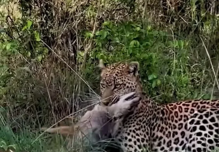 پلنگی که به سردی یک شغال را خفه می کند