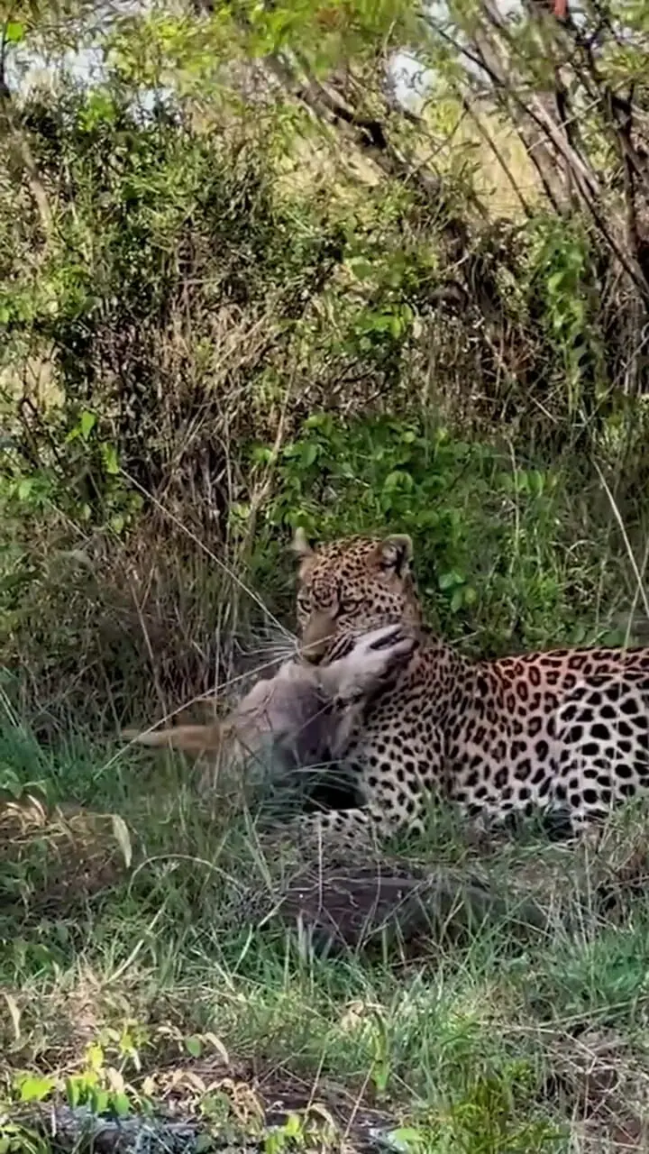 پلنگی که به سردی یک شغال را خفه می کند