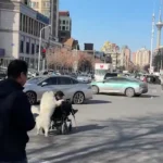 پیرمرد ویلچری با کمک سگ از خیابان عبور کرد
