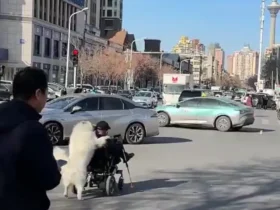 پیرمرد ویلچری با کمک سگ از خیابان عبور کرد