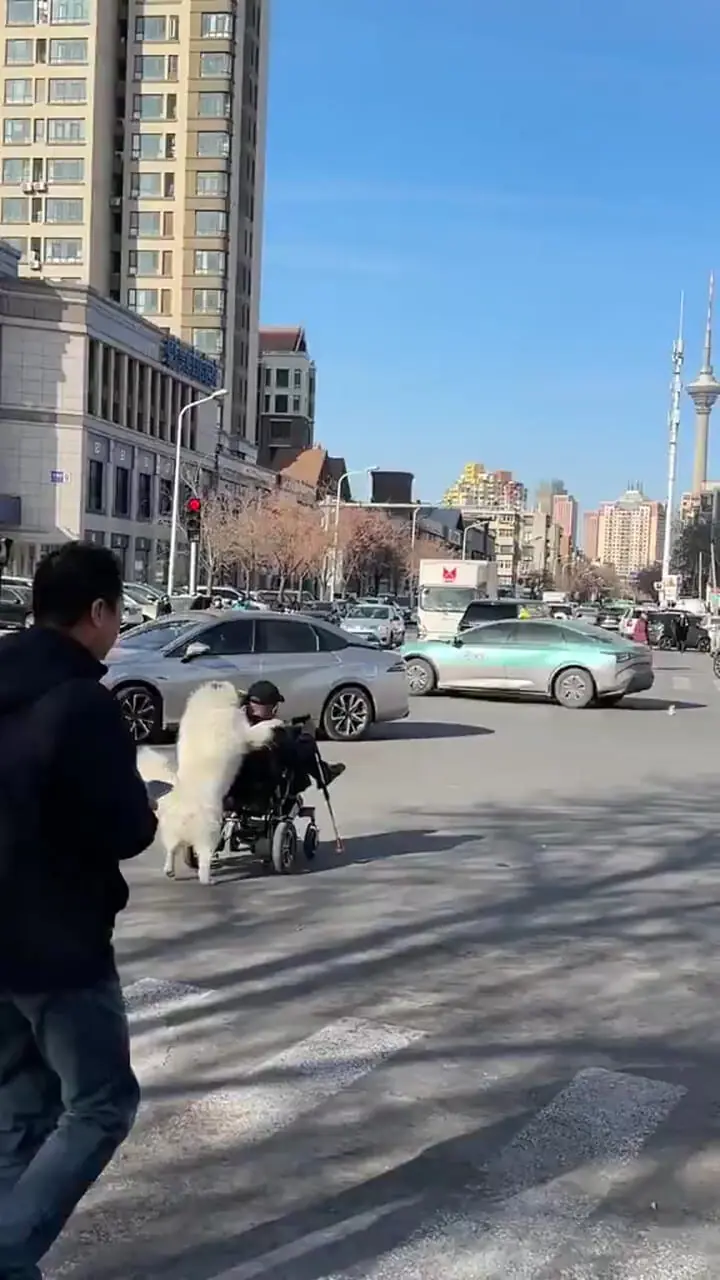 پیرمرد ویلچری با کمک سگ از خیابان عبور کرد