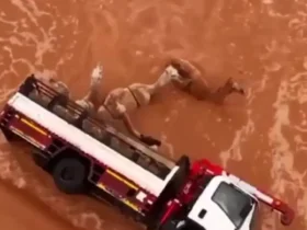 کامیون حامل شتر بر اثر جاری شدن سیل واژگون شد 8 کامیون حامل شتر بر اثر جاری شدن سیل واژگون شد