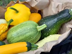 کدو سبز یا کدو سبز؛ کدام یک برای کاهش وزن بهتر است؟ 9 کدو سبز یا کدو سبز؛ کدام یک برای کاهش وزن بهتر است؟