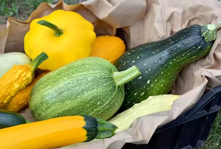 کدو سبز یا کدو سبز؛ کدام یک برای کاهش وزن بهتر است؟ 13 کدو سبز یا کدو سبز؛ کدام یک برای کاهش وزن بهتر است؟