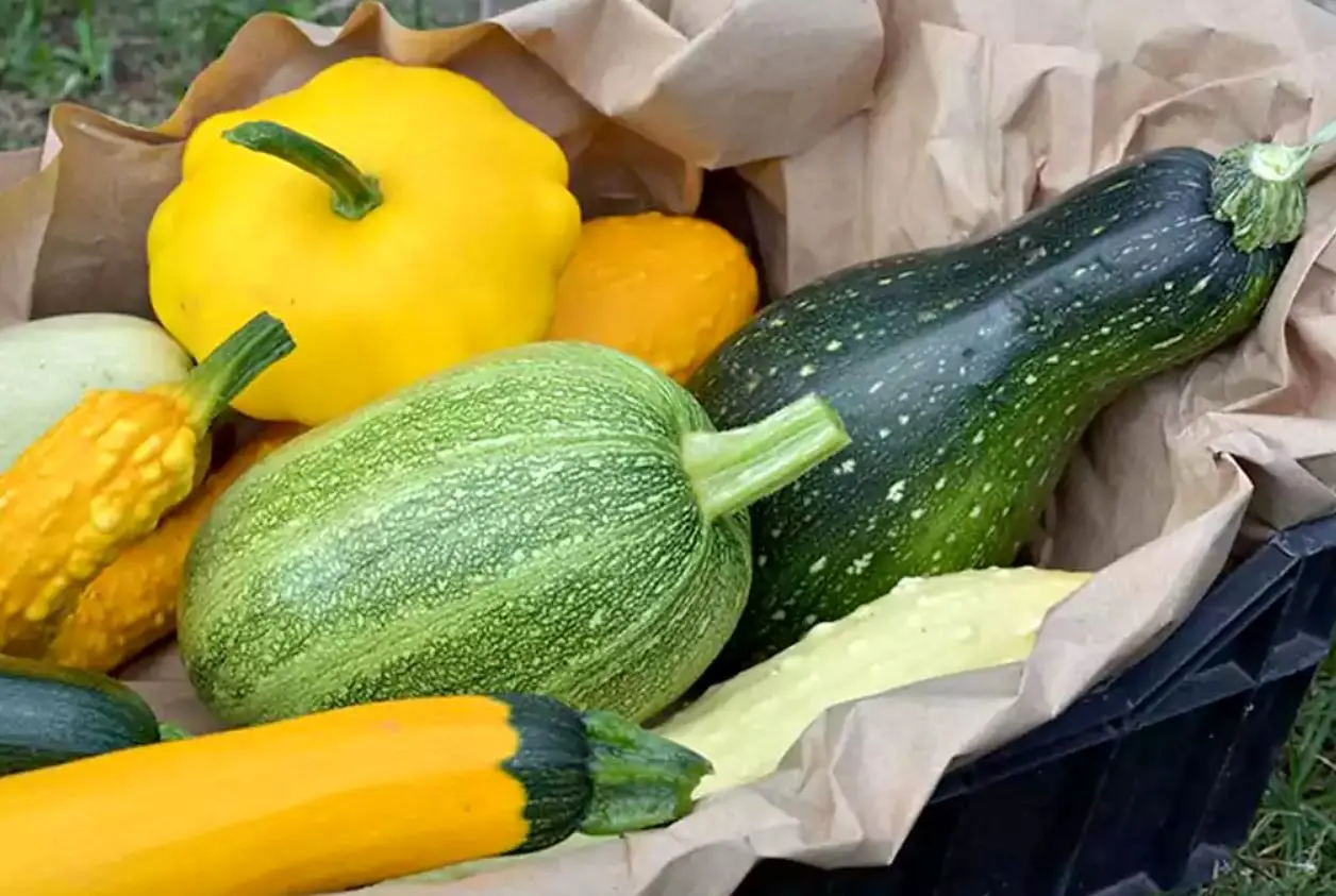 کدو سبز یا کدو سبز؛ کدام یک برای کاهش وزن بهتر است؟ 1 کدو سبز یا کدو سبز؛ کدام یک برای کاهش وزن بهتر است؟