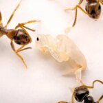 کشف عجیب: مورچه ها هم خودکشی می کنند!