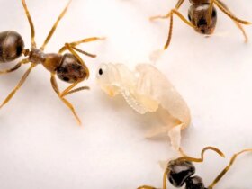 کشف عجیب: مورچه ها هم خودکشی می کنند! 9 کشف عجیب: مورچه ها هم خودکشی می کنند!