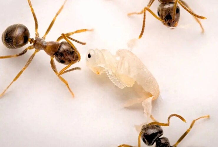 کشف عجیب: مورچه ها هم خودکشی می کنند! 19 کشف عجیب: مورچه ها هم خودکشی می کنند!