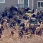 گله بزرگی از آهوها حیاط خلوت ها را در کلرادو اشغال کرده اند