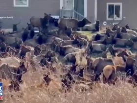 گله بزرگی از آهوها حیاط خلوت ها را در کلرادو اشغال کرده اند