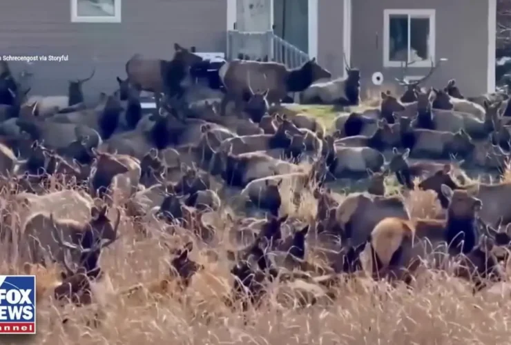 گله بزرگی از آهوها حیاط خلوت ها را در کلرادو اشغال کرده اند 17 گله بزرگی از آهوها حیاط خلوت ها را در کلرادو اشغال کرده اند