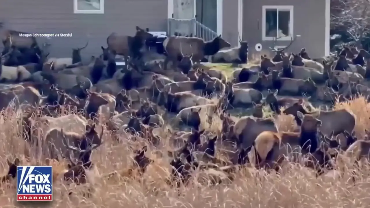 گله بزرگی از آهوها حیاط خلوت ها را در کلرادو اشغال کرده اند