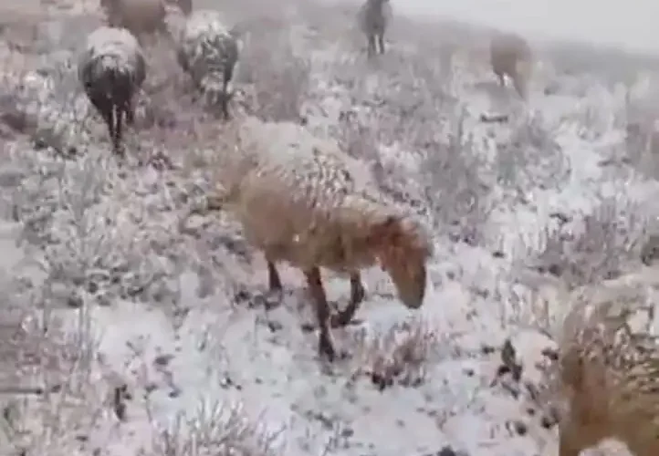 گوسفندان چالوس لباس سفید پوشیده بودند