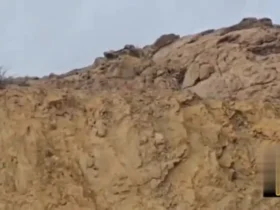 یوزپلنگ آسیایی «هیوا» در پارک ملی توران مشاهده شد